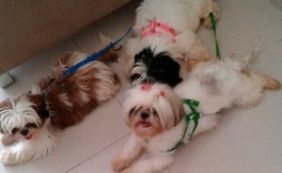 Adestrador de cães some com quatro animais de raça em Piatã; dona está em choque