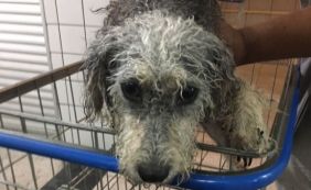 Procura-se o dono! Cachorro é encontrado em prédio no Horto Florestal