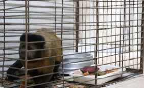 Macacos com indícios de contaminação por febre amarela são resgatados