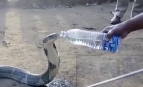 Cobra venenosa bebe água oferecida por guarda florestal; assista