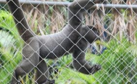 Macacos do Zoológico não oferecem risco à população, diz especialista