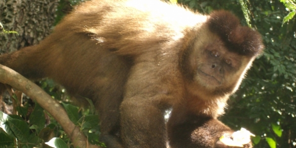 Mais um macaco é encontrado morto em Salvador; animal estava em Ondina
