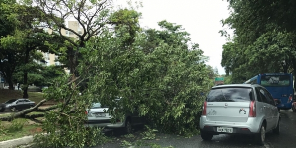 Árvore cai sobre veículo na Av. Garibaldi; motorista sofre ferimentos leves