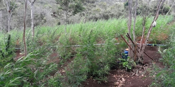 Plantação com cinco mil pés de maconha é destruída em Lençóis