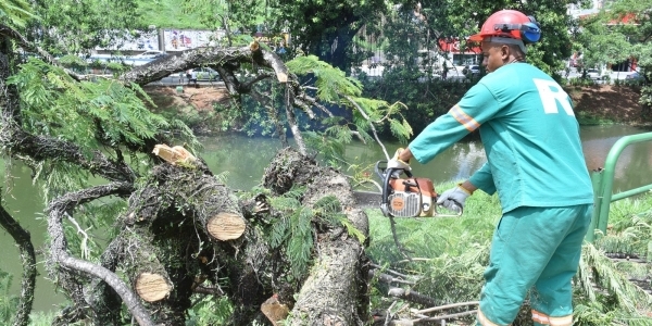  Após acidente, Prefeitura vistoria risco de queda de árvores no Dique