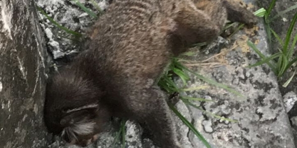 Mais um macaco é encontrado morto em Salvador; número passa de 50
