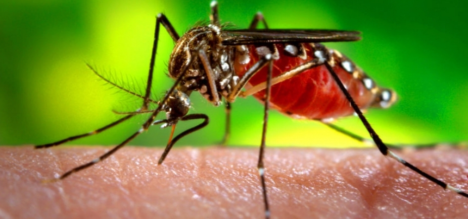 Bahia tem 15 notificações por febre amarela em humanos; nenhuma em Salvador