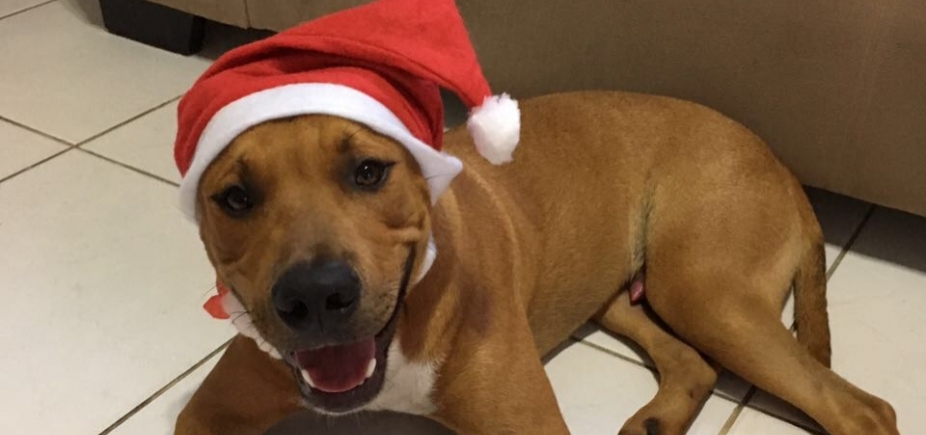 Família pede ajuda para encontrar cão desaparecido em Piatã