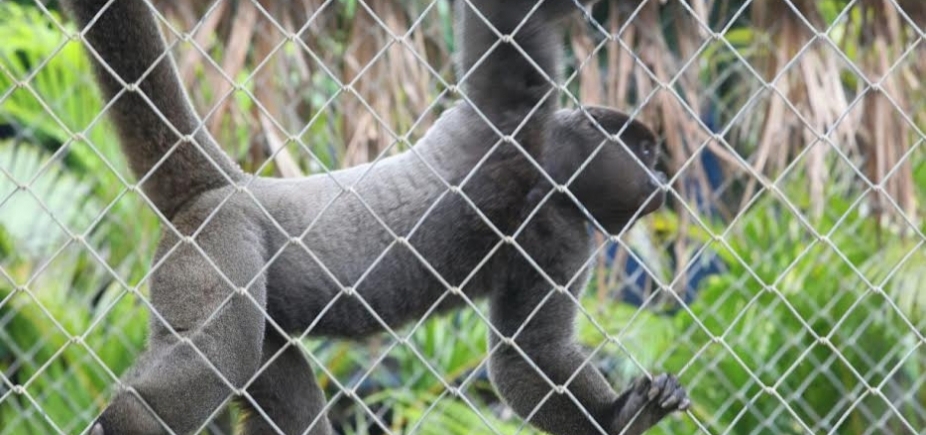 Dez macacos são encontrados mortos em povoado no interior do estado