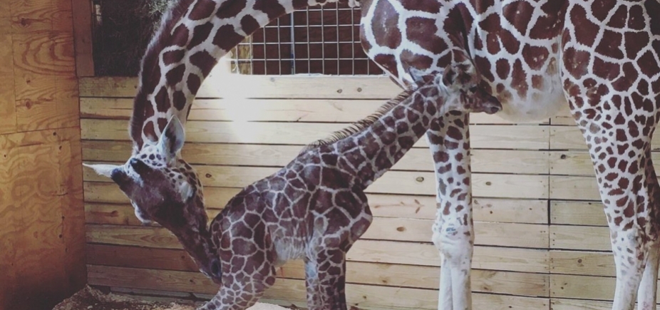 Girafa dá à luz com mais de 1 milhão de pessoas assistindo ao vivo pelo YouTube