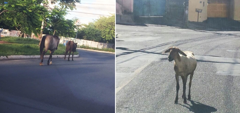 Fazendinha: cabrito e cavalos aproveitam liberdade em Pernambués e Stella Maris 