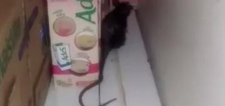 Rato é flagrado passeando em caixas de leite no Atakarejo do Caminho de Areia; veja vídeo