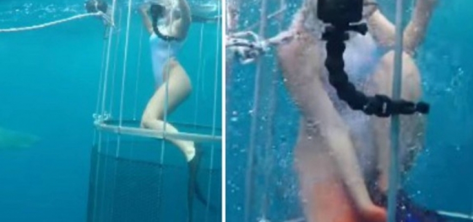 Tubarão ataca modelo durante ensaio de fotos; veja vídeo