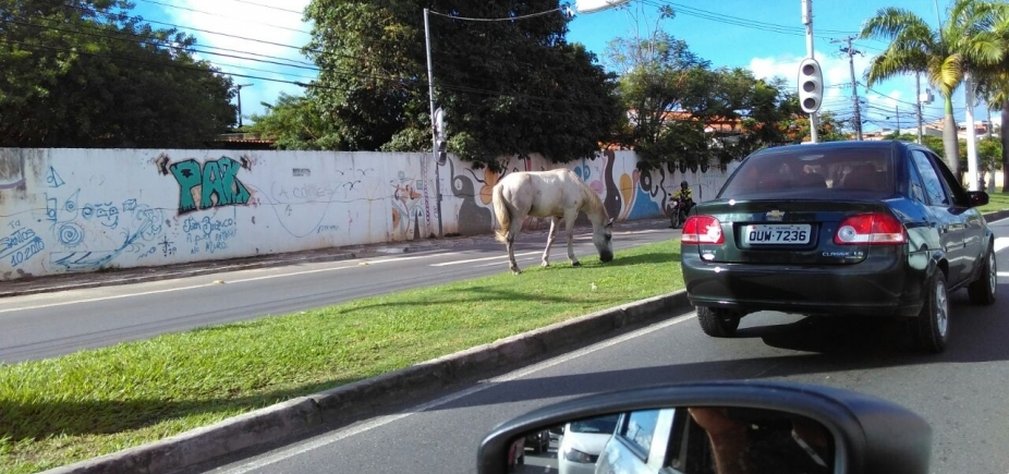 Cavalos atrapalham o trânsito na Avenida Dorival Caymmi : “Mais uma vez”