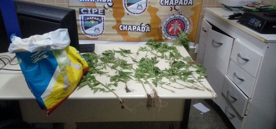 Plantação com quase 300 pés de maconha é encontrada em Palmeiras