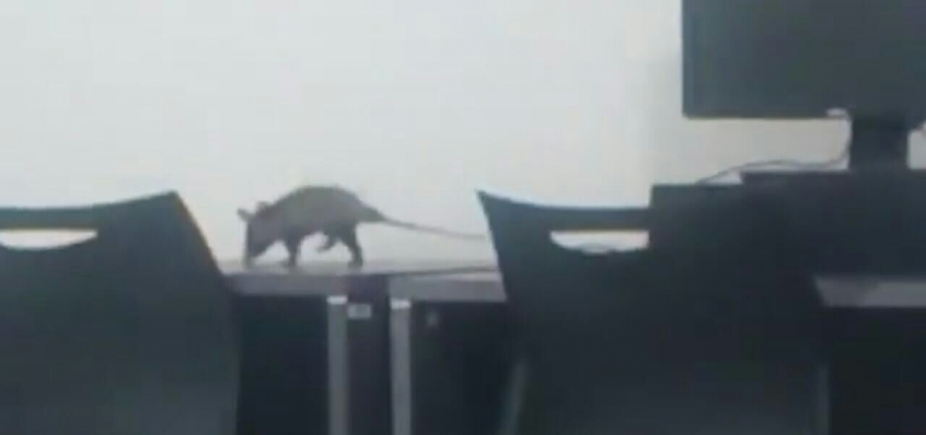 Alunos da Unifacs dividem computadores com sariguê; veja vídeo