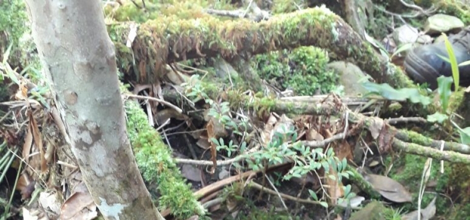 Ossada encontrada por bombeiros pode ser de espanhol desaparecido