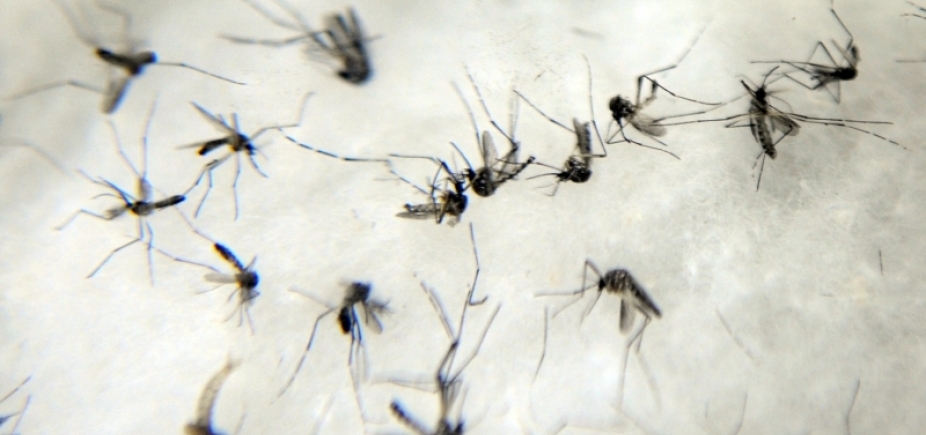 Com falta de água, infestação da dengue aumenta em Salvador; entenda