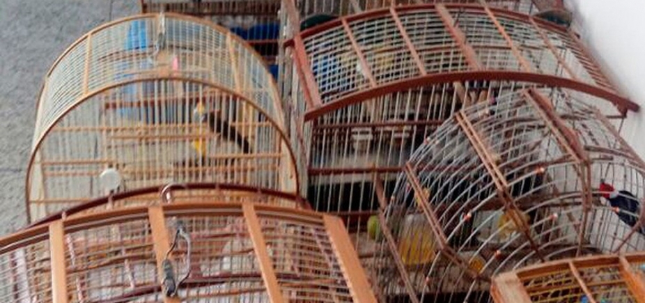 Cinquenta e seis pássaros são apreendidos em comércio ilegal de Juazeiro