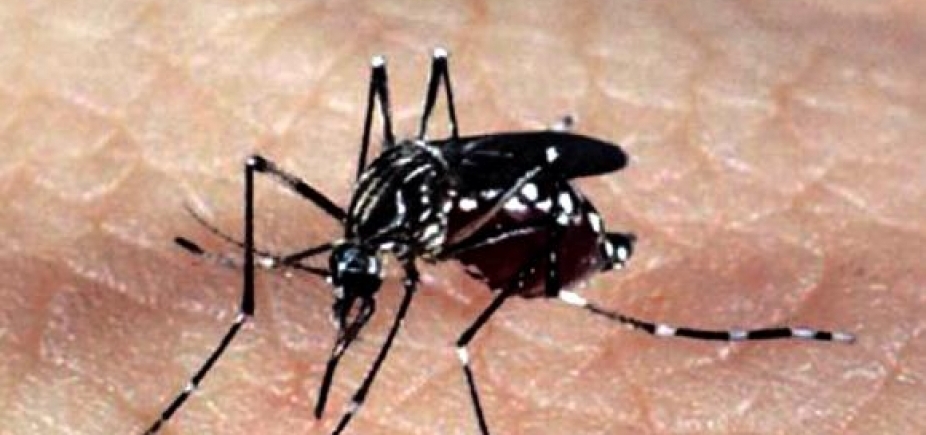 Campanha estadual de combate ao Aedes aegypti será lançada na segunda