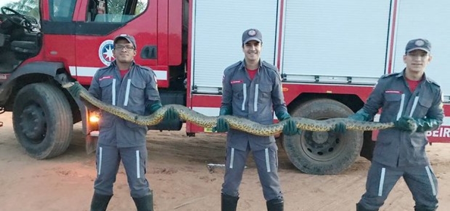 Cobra de três metros é encontrada dentro de empresa de alimentos
