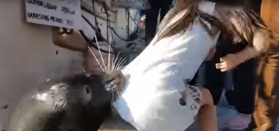Pânico! Leão-marinho ataca garota e a puxa para dentro d'água no Canadá; veja vídeo