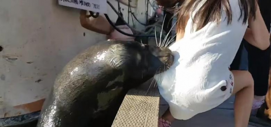 Após ser mordida por leão-marinho, menina pega infecção bacteriana mortal; vídeo