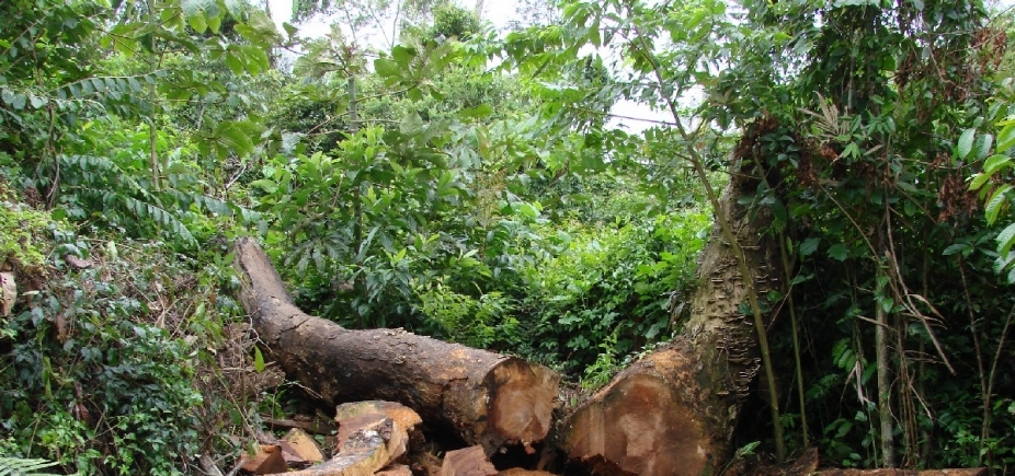 Bahia é a campeã nacional de desmatamento da vegetação atlântica entre 2015 e 2016, diz Inpe
