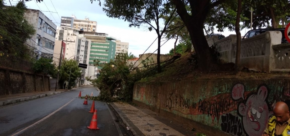Queda de árvore bloqueia parte da pista na Ladeira da Barra; confira o trânsito 