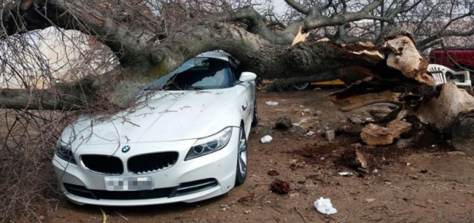 Que prejuízo! Árvore cai em cima de BMW em Jacobina; outros dois veículos foram atingidos