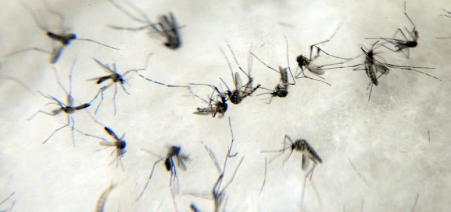 Subúrbio tem 171 suspeitas de Chikungunya em um mês; na BA, são mais de 37 mil 