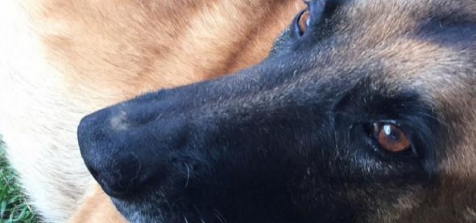 Pastor Belga desaparece no Itaigara e dona faz campanha na Internet