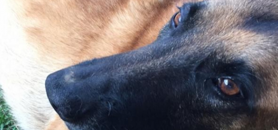 Cachorro é encontrado em posto de gasolina da Pituba após fugir no Itaigara