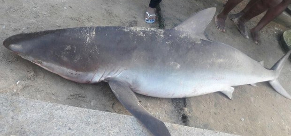 Tubarão de 2 metros é encontrado na praia de Itapuã