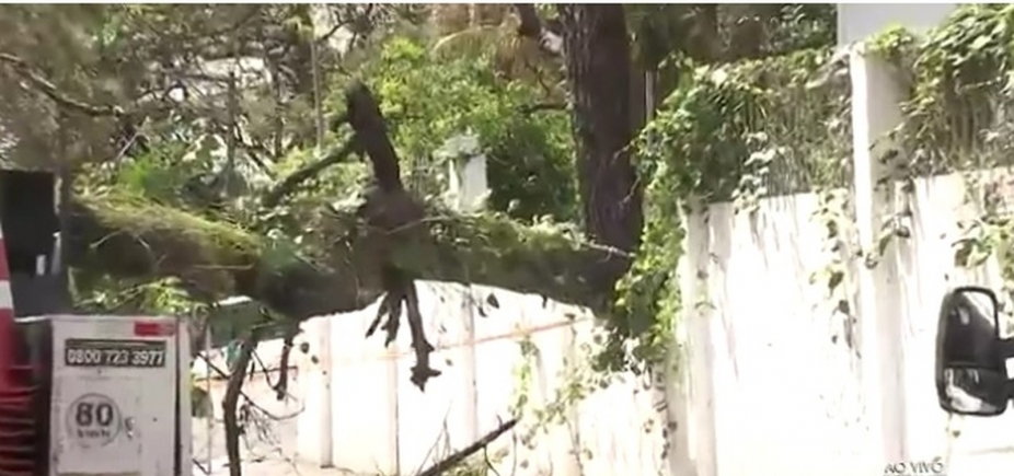 Árvore cai e deixa parte do bairro de Ondina sem energia elétrica