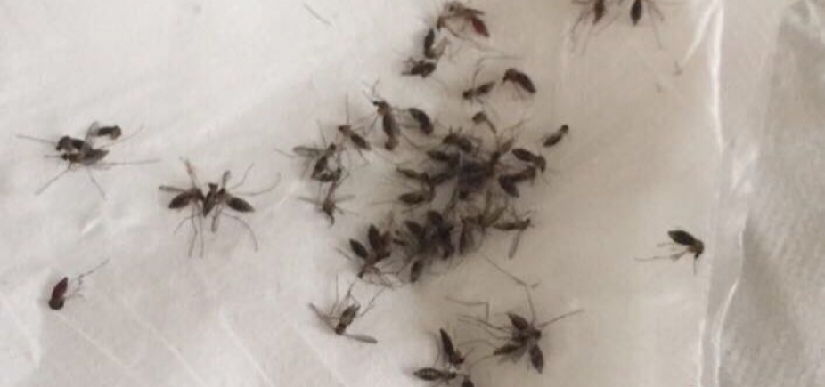 Moradores de Alagoinhas denunciam infestação de mosquitos na cidade: \"Situação é caótica\"