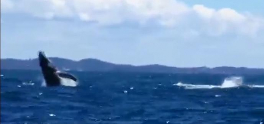 Baleias são filmadas no Rio Vermelho e no Jardim de Alah; confira vídeos