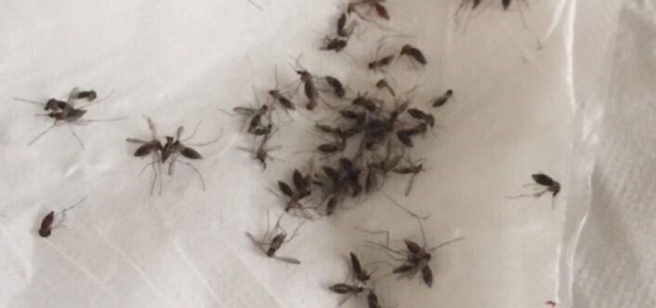 Após infestação de mosquitos, Prefeitura de Alagoinhas diz que age apenas contra Aedes Aegypti