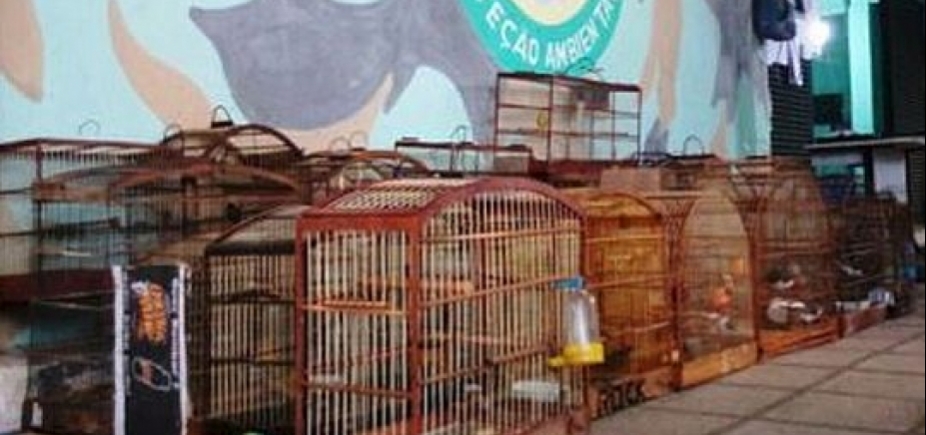 Aves silvestres são apreendidas em operação policial na região da Sete Portas