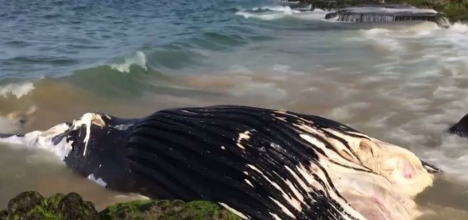 Baleia jubarte de cerca de 13 metros e 20 toneladas é encontrada morta na praia de Ondina