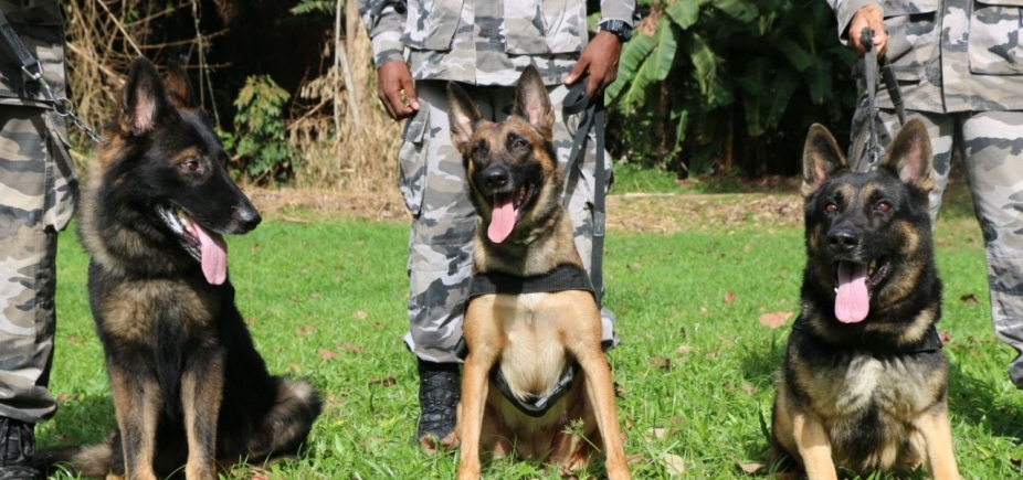 Batalhão de Choque da PM conta com 3 cães treinados para identificar drogas e explosivos; companhia tem outros 36 animais