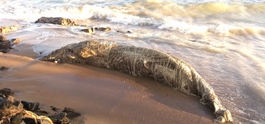 Baleia jubarte é encontrada morta na ilha de Itaparica; este é o 30º caso na Bahia em 2017