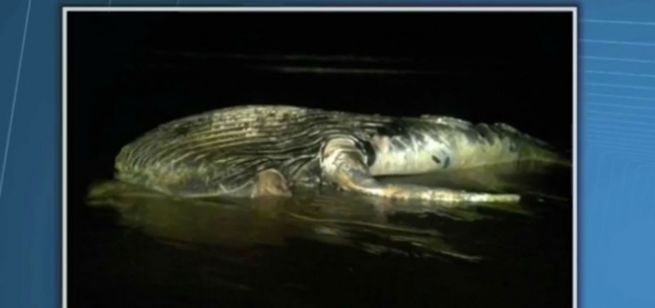 Baleia jubarte de 5 metros é encontrada morta em praia do Prado, sul da Bahia