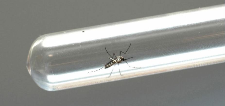 Casos de dengue, chikugunya e zyka têm mais de 45% de redução em Salvador 