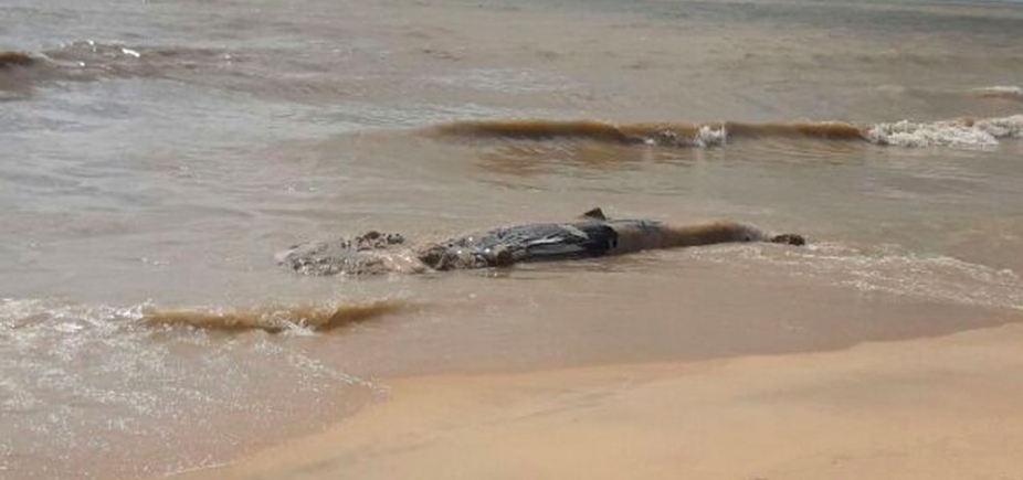 Mais um! Filhote de baleia jubarte é encontrado morto em praia do sul da Bahia