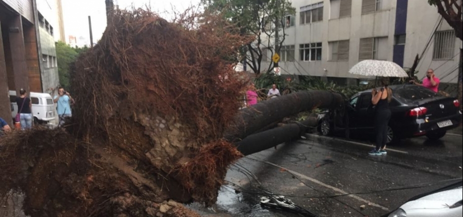 Taxista morre após ter carro atingido por árvore em Belo Horizonte