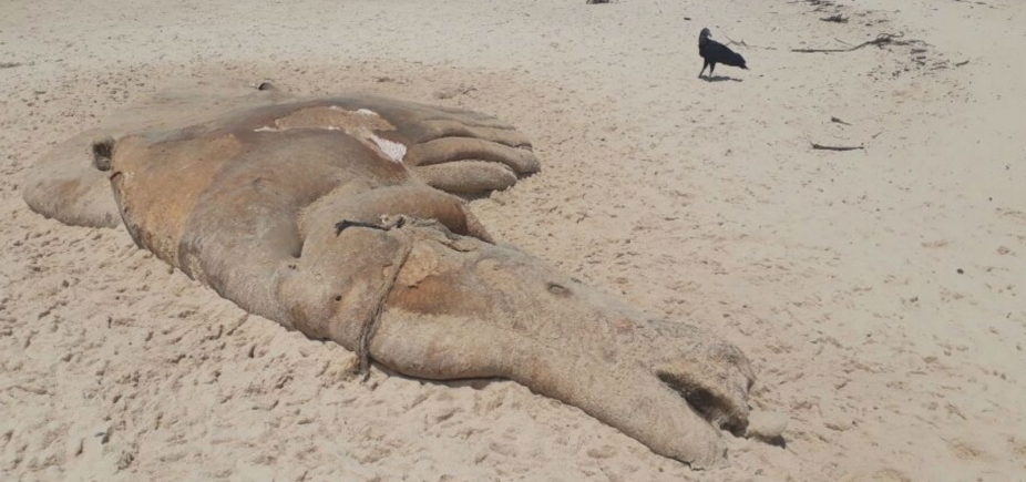 Carcaça de baleia é encontrada em praia do município de Prado
