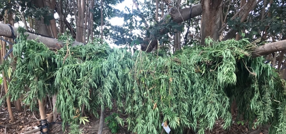 PM erradica mais de 10 mil pés de maconha em Abaré