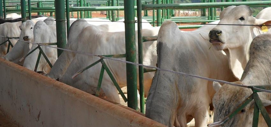 Rússia aumenta restrições para carnes brasileiras devido a \"substâncias fora dos padrões\"