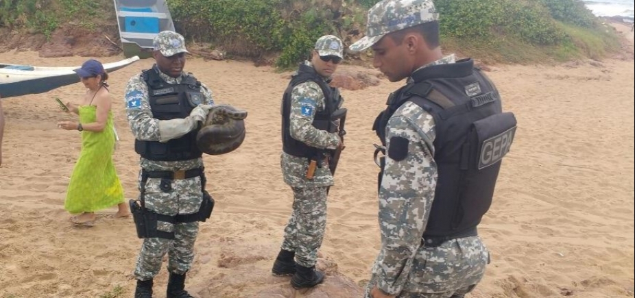 Tatu, gavião e jiboias: Guarda Civil resgatou seis animais silvestres em Salvador nesta semana